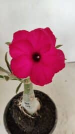 ENXERTO 12237 – 20cm (cor LM 384)