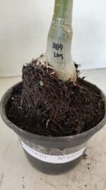 ENXERTO 12237 – 20cm (cor LM 384) - Imagem 5