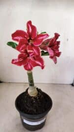 ENXERTO 12238 – 20cm (cor LM 887) - Imagem 2