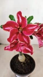 ENXERTO 12238 – 20cm (cor LM 887)