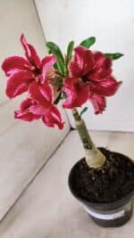 ENXERTO 12238 – 20cm (cor LM 887) - Imagem 5