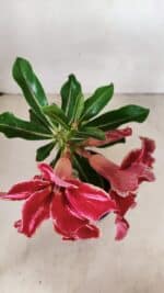 ENXERTO 12238 – 20cm (cor LM 887) - Imagem 8