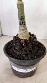 ENXERTO 12238 – 20cm (cor LM 887) - Imagem 7