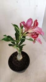 ENXERTO 12238 – 20cm (cor LM 887) - Imagem 6