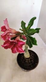 ENXERTO 12238 – 20cm (cor LM 887) - Imagem 4