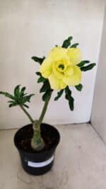 ENXERTO 12239 – 20cm (cor LM 315) - Imagem 2