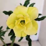 ENXERTO 12239 – 20cm (cor LM 315)