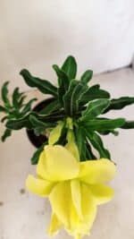 ENXERTO 12239 – 20cm (cor LM 315) - Imagem 4