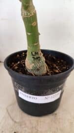 ENXERTO 12239 – 20cm (cor LM 315) - Imagem 7