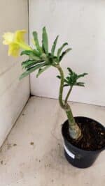 ENXERTO 12239 – 20cm (cor LM 315) - Imagem 5