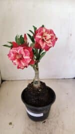 ENXERTO 12240 – 20cm (cor LM 913) - Imagem 2