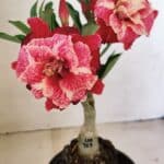 ENXERTO 12240 – 20cm (cor LM 913)