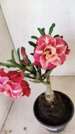 ENXERTO 12240 – 20cm (cor LM 913) - Imagem 4