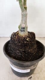 ENXERTO 12240 – 20cm (cor LM 913) - Imagem 7