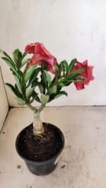 ENXERTO 12240 – 20cm (cor LM 913) - Imagem 5