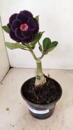 ENXERTO 12241 – 20cm (cor LM 663) - Imagem 2