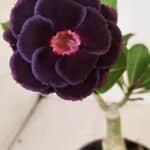 ENXERTO 12241 – 20cm (cor LM 663)