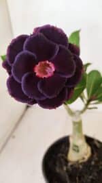 ENXERTO 12241 – 20cm (cor LM 663)