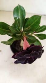 ENXERTO 12241 – 20cm (cor LM 663) - Imagem 4