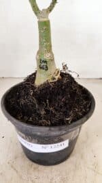 ENXERTO 12241 – 20cm (cor LM 663) - Imagem 7