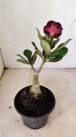 ENXERTO 12241 – 20cm (cor LM 663) - Imagem 5