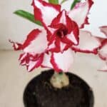 ENXERTO 12242 – 20cm (cor LM 797) Id: FERRARI