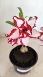 ENXERTO 12242 – 20cm (cor LM 797) Id: FERRARI