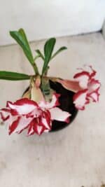 ENXERTO 12242 – 20cm (cor LM 797) Id: FERRARI - Imagem 4