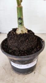 ENXERTO 12242 – 20cm (cor LM 797) Id: FERRARI - Imagem 7