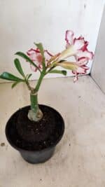 ENXERTO 12242 – 20cm (cor LM 797) Id: FERRARI - Imagem 6