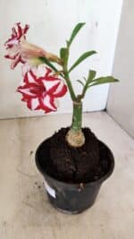 ENXERTO 12242 – 20cm (cor LM 797) Id: FERRARI - Imagem 5