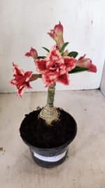 ENXERTO 12243 – 20cm (cor LM 969) - Imagem 2