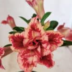 ENXERTO 12243 – 20cm (cor LM 969)