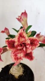 ENXERTO 12243 – 20cm (cor LM 969)