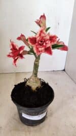 ENXERTO 12243 – 20cm (cor LM 969) - Imagem 7