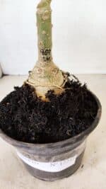 ENXERTO 12243 – 20cm (cor LM 969) - Imagem 8