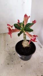 ENXERTO 12243 – 20cm (cor LM 969) - Imagem 5