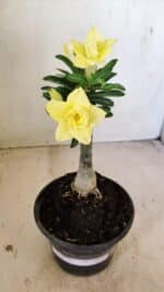 ENXERTO 12245 – 20cm (cor LM 315) - Imagem 2