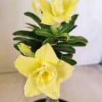 ENXERTO 12245 – 20cm (cor LM 315)