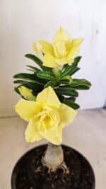 ENXERTO 12245 – 20cm (cor LM 315)