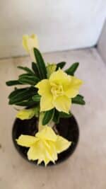 ENXERTO 12245 – 20cm (cor LM 315) - Imagem 4