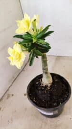 ENXERTO 12245 – 20cm (cor LM 315) - Imagem 7