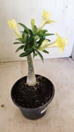 ENXERTO 12245 – 20cm (cor LM 315) - Imagem 6