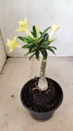 ENXERTO 12245 – 20cm (cor LM 315) - Imagem 5