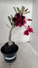 ENXERTO 12246 – 22cm (cor LM 988) - Imagem 2