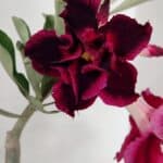 ENXERTO 12246 – 22cm (cor LM 988)