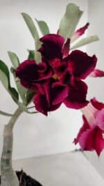 ENXERTO 12246 – 22cm (cor LM 988)