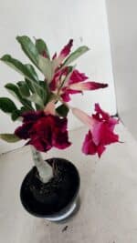 ENXERTO 12246 – 22cm (cor LM 988) - Imagem 6