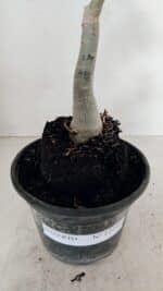 ENXERTO 12246 – 22cm (cor LM 988) - Imagem 5