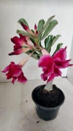 ENXERTO 12246 – 22cm (cor LM 988) - Imagem 4